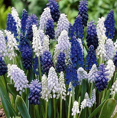 Delft Blue Grape Hyacinth Bulbs Blooms Species Growing Bonsai Roots Rhizomes Corms Tubers Potted Planting Reblooming Fragrant Garden Flower Seeds Plant Gardening