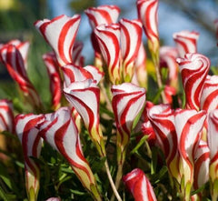 Versicolor Oxalis Bulbs Wood Sorrel Shamrock Perennial Growing Bonsai Roots Rhizomes Corms Tubers Potted Planting Reblooming Fragrant Garden Species Blooms Flower Seeds Plant Gardening