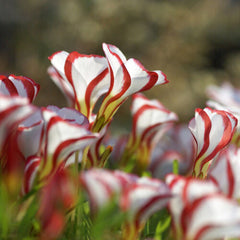 Versicolor Oxalis Bulbs Wood Sorrel Shamrock Perennial Growing Bonsai Roots Rhizomes Corms Tubers Potted Planting Reblooming Fragrant Garden Species Blooms Flower Seeds Plant Gardening
