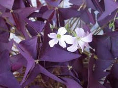 Triangularis Purpurea Oxalis Bulbs Wood Sorrel Shamrock Perennial Growing Bonsai Roots Rhizomes Corms Tubers Potted Planting Reblooming Fragrant Garden Species Blooms Flower Seeds Plant Gardening