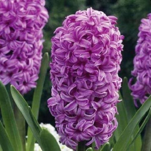 Miss Saigon Hyacinth Bulbs Blooms Species Growing Bonsai Roots Rhizomes Corms Tubers Potted Planting Reblooming Fragrant Garden Flower Seeds Plant Gardening