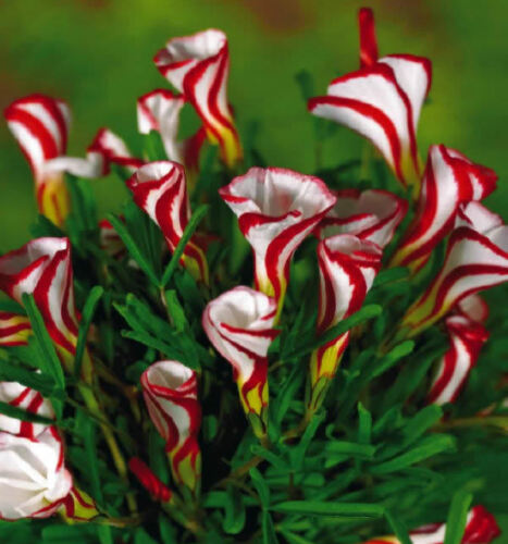 amazon perennial flower seeds Candy Cane Oxalis Bulbs Wood Sorrel Shamrock Perennial Growing Bonsai Roots Rhizomes Corms Tubers Potted Planting Reblooming Fragrant Garden Species Blooms Flower Seeds Plant Gardening