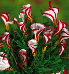 Candy Cane Oxalis Bulbs Wood Sorrel Shamrock Perennial Growing Bonsai Roots Rhizomes Corms Tubers Potted Planting Reblooming Fragrant Garden Species Blooms Flower Seeds Plant Gardening