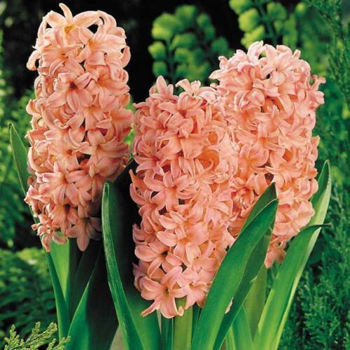 Gypsy Queen Hyacinth Bulbs Blooms Species Growing Bonsai Roots Rhizomes Corms Tubers Potted Planting Reblooming Fragrant Garden Flower Seeds Plant Gardening