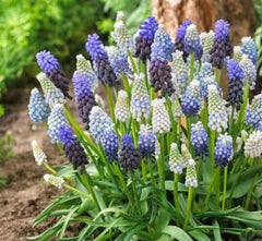 Delft Blue Grape Hyacinth Bulbs Blooms Species Growing Bonsai Roots Rhizomes Corms Tubers Potted Planting Reblooming Fragrant Garden Flower Seeds Plant Gardening