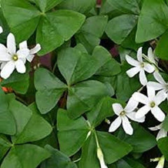 Cheap Oxalis Bulbs Wood Sorrel Shamrock Perennial Growing Bonsai Roots Rhizomes Corms Tubers Potted Planting Reblooming Fragrant Garden Species Blooms Flower Seeds Plant Gardening - Seedsplant