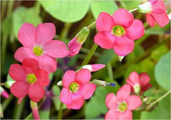Clover Leaf Iron Cross Oxalis Bulbs Wood Sorrel Shamrock Perennial Growing Bonsai Roots Rhizomes Corms Tubers Potted Planting Reblooming Fragrant Garden Species Blooms Flower Seeds Plant Gardening
