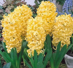 City of Haarlem Hyacinth Bedding Bulbs Blooms Species Growing Bonsai Roots Rhizomes Corms Tubers Potted Planting Reblooming Fragrant Garden Flower Seeds Plant Gardening