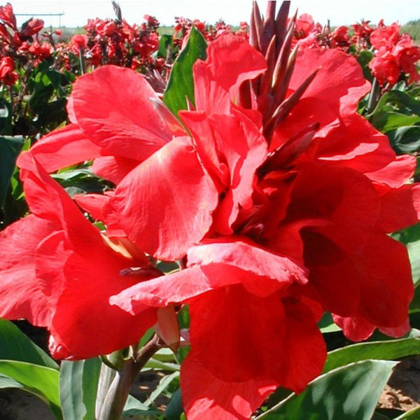 Scarlet Wave Canna Bulbs Perennial Growing Bonsai Roots Rhizomes Corms Tubers Potted Planting Reblooming Fragrant Garden Species Blooms Flower Seeds Plant Gardening