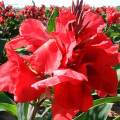 Scarlet Wave Canna Bulbs Perennial Growing Bonsai Roots Rhizomes Corms Tubers Potted Planting Reblooming Fragrant Garden Species Blooms Flower Seeds Plant Gardening