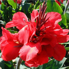 Scarlet Wave Canna Bulbs Perennial Growing Bonsai Roots Rhizomes Corms Tubers Potted Planting Reblooming Fragrant Garden Species Blooms Flower Seeds Plant Gardening