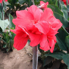 Scarlet Wave Canna Bulbs Perennial Growing Bonsai Roots Rhizomes Corms Tubers Potted Planting Reblooming Fragrant Garden Species Blooms Flower Seeds Plant Gardening