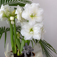 Snow Drift Amaryllis Hippeastrum Blooms Species Growing Bonsai Bulbs Roots Rhizomes Corms Tubers Potted Planting Reblooming Fragrant Garden Flower Seeds Plant  Size 12-16cm