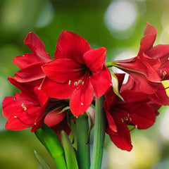 Candy Cane Collection Amaryllis Hippeastrum Blooms Species Growing Bonsai Bulbs Roots Rhizomes Corms Tubers Potted Planting Reblooming Fragrant Garden Flower Seeds Plant  Size 12-16cm