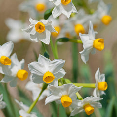 Paperwhite Wintersun Daffodil Narcissus Bulbs Blooms Species Growing Bonsai Roots Rhizomes Corms Tubers Potted Planting Reblooming Fragrant Garden Flower Seeds Plant