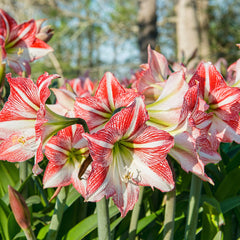Glee Amaryllis Hippeastrum Blooms Species Growing Bonsai Bulbs Roots Rhizomes Corms Tubers Potted Planting Reblooming Fragrant Garden Flower Seeds Plant  Size 12-16cm