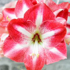 Monte Carlo Amaryllis Hippeastrum Blooms Species Growing Bonsai Bulbs Roots Rhizomes Corms Tubers Potted Planting Reblooming Fragrant Garden Flower Seeds Plant  Size 12-16cm