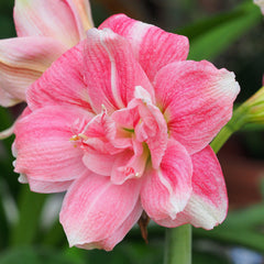 Sweet Nymph Amaryllis Hippeastrum Blooms Species Growing Bonsai Bulbs Roots Rhizomes Corms Tubers Potted Planting Reblooming Fragrant Garden Flower Seeds Plant  Size 12-16cm
