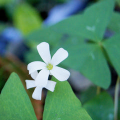 Seedsplant A007 Oxalis Regnellii Bulbs Wood Sorrel Shamrock Perennial Growing Bonsai Roots Rhizomes Corms Tubers Potted Planting Reblooming Fragrant Garden Species Blooms Flower Seeds Plant Gardening