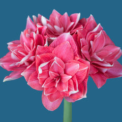 Double Dream Amaryllis Hippeastrum Blooms Species Growing Bonsai Bulbs Roots Rhizomes Corms Tubers Potted Planting Reblooming Fragrant Garden Flower Seeds Plant  Size 12-16cm