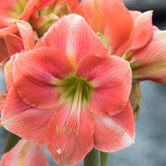 Vera Amaryllis Hippeastrum Blooms Species Growing Bonsai Bulbs Roots Rhizomes Corms Tubers Potted Planting Reblooming Fragrant Garden Flower Seeds Plant  Size 12-16cm