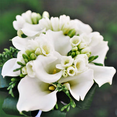 Freesias & Callas White Clouds Blend Bulbs Growing Bonsai Roots Rhizomes Corms Tubers Potted Planting Reblooming Fragrant Garden Species Blooms Flower Seeds Plant Gardening