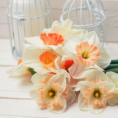 Narcissus Daffodil Pretty in Pink Mix Bulbs Blooms Species Growing Bonsai Roots Rhizomes Corms Tubers Potted Planting Reblooming Fragrant Garden Flower Seeds Plant