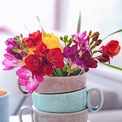 Freesia Tropical Sunset Collection Bulbs Growing Bonsai Roots Rhizomes Corms Tubers Potted Planting Reblooming Fragrant Garden Species Blooms Flower Seeds Plant Gardening - Seedsplant