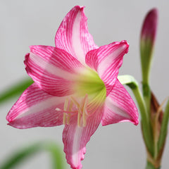 Estella Amaryllis Hippeastrum Blooms Species Growing Bonsai Bulbs Roots Rhizomes Corms Tubers Potted Planting Reblooming Fragrant Garden Flower Seeds Plant  Size 12-16cm