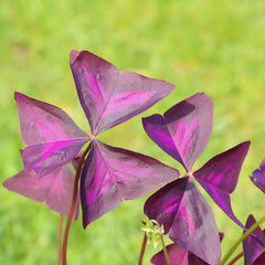 Triangularis Oxalis Bulbs Wood Sorrel Shamrock Perennial Growing Bonsai Roots Rhizomes Corms Tubers Potted Planting Reblooming Fragrant Garden Species Blooms Flower Seeds Plant Gardening