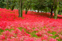 Red Lycoris Spider Lilies Bulbs Radiata Hurricane Lily Cluster Amayllis Growing Bonsai Roots Rhizomes Corms Tubers Potted Planting Reblooming Fragrant Garden Species Blooms Flower Seeds Plant Gardening