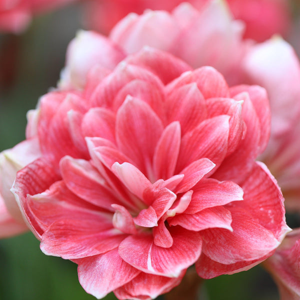 Double Dream Amaryllis Hippeastrum Blooms Species Growing Bonsai Bulbs Roots Rhizomes Corms Tubers Potted Planting Reblooming Fragrant Garden Flower Seeds Plant  Size 12-16cm