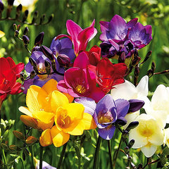 Single Mix Freesia Bulbs Growing Bonsai Roots Rhizomes Corms Tubers Potted Planting Reblooming Fragrant Garden Species Blooms Flower Seeds Plant Gardening