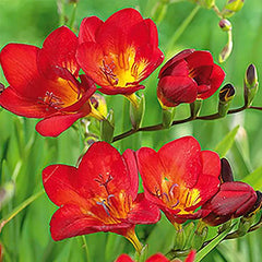 Single Red Freesia Bulbs Growing Bonsai Roots Rhizomes Corms Tubers Potted Planting Reblooming Fragrant Garden Species Blooms Flower Seeds Plant Gardening