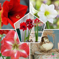 Amaryllis (Hippeastrum) Single Mix Blooms Species Growing Bonsai Bulbs Roots Rhizomes Corms Tubers Potted Planting Reblooming Fragrant Garden Flower Seeds Plant  Size 12-16cm