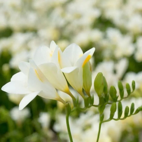 planting freesia seeds Single White Freesia Bulbs Growing Bonsai Roots Rhizomes Corms Tubers Potted Planting Reblooming Fragrant Garden Species Blooms Flower Seeds Plant Gardening