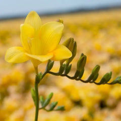 Single Yellow Freesia Bulbs Growing Bonsai Roots Rhizomes Corms Tubers Potted Planting Reblooming Fragrant Garden Species Blooms Flower Seeds Plant Gardening