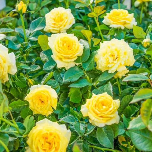 Climbing Graftin Rose Seedlings Flower Seeds Perennial Growing Bonsai Corms Tubers Potted Planting Reblooming Fragrant Garden Roots Rhizomes Species Blooms Plant Bulbs Gardening Tree