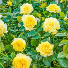Climbing Graftin Rose Seedlings Flower Seeds Perennial Growing Bonsai Corms Tubers Potted Planting Reblooming Fragrant Garden Roots Rhizomes Species Blooms Plant Bulbs Gardening Tree