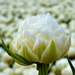 Tulip Bulbs Mountain Mist Collection Blooms Species Growing Bonsai Roots Rhizomes Corms Tubers Potted Planting Reblooming Fragrant Garden Flower Seeds Plant