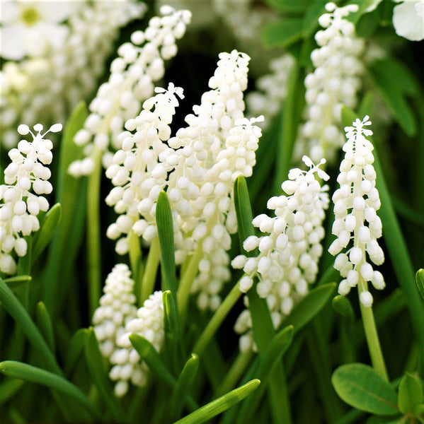 Grape Hyacinth White Bulbs Blooms Species Growing Bonsai Roots Rhizomes Corms Tubers Potted Planting Reblooming Fragrant Garden Flower Seeds Plant Gardening