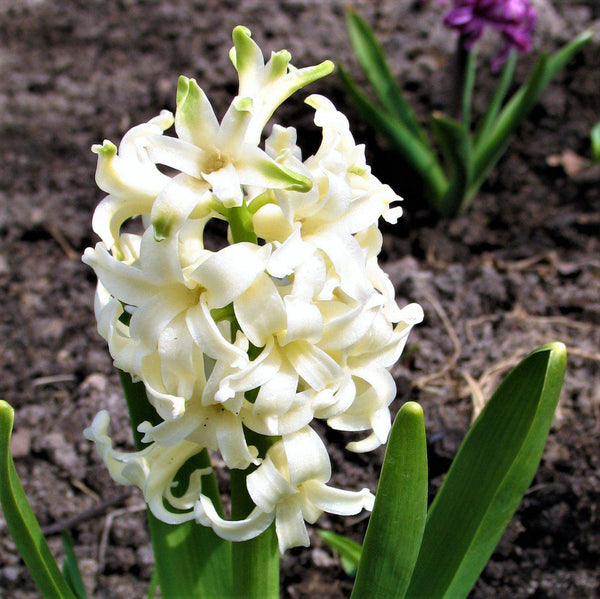 White Pearl Hyacinth Bulbs Blooms Species Growing Bonsai Roots Rhizomes Corms Tubers Potted Planting Reblooming Fragrant Garden Flower Seeds Plant Gardening