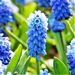 Grape Hyacinth Azureum Bulbs Blooms Species Growing Bonsai Roots Rhizomes Corms Tubers Potted Planting Reblooming Fragrant Garden Flower Seeds Plant Gardening