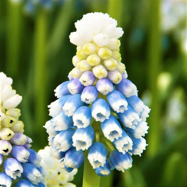 Grape Hyacinth Mt. Lady Hyacinth Bulbs Blooms Species Growing Bonsai Roots Rhizomes Corms Tubers Potted Planting Reblooming Fragrant Garden Flower Seeds Plant Gardening