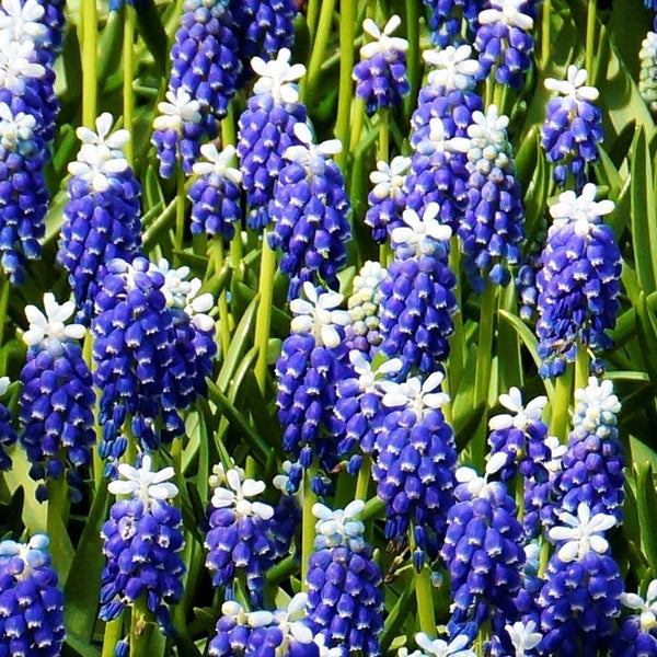 Grape Hyacinth Touch of Snow Bulbs Blooms Species Growing Bonsai Roots Rhizomes Corms Tubers Potted Planting Reblooming Fragrant Garden Flower Seeds Plant Gardening