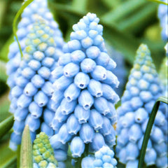 Baby Shower Blend - Muscari & Tulip Bulbs Blend Blooms Species Growing Bonsai Roots Rhizomes Corms Tubers Potted Planting Reblooming Fragrant Garden Flower Seeds Plant - Seedsplant