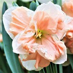 Narcissus Apricot Whirl Daffodil Bulbs Blooms Species Growing Bonsai Roots Rhizomes Corms Tubers Potted Planting Reblooming Fragrant Garden Flower Seeds Plant