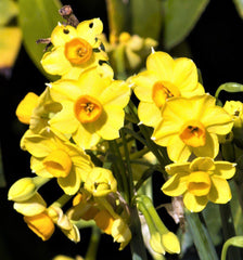 Baby Boomer Narcissus Daffodil Bulbs Blooms Species Growing Bonsai Roots Rhizomes Corms Tubers Potted Planting Reblooming Fragrant Garden Flower Seeds Plant