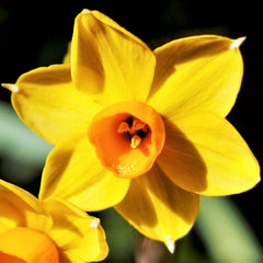 Baby Boomer Narcissus Daffodil Bulbs Blooms Species Growing Bonsai Roots Rhizomes Corms Tubers Potted Planting Reblooming Fragrant Garden Flower Seeds Plant