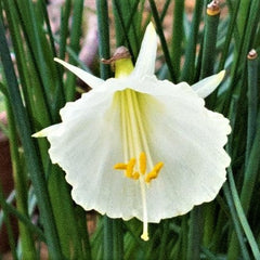 Narcissus Bulbocodium Spoirot Daffodil Bulbs Blooms Species Growing Bonsai Roots Rhizomes Corms Tubers Potted Planting Reblooming Fragrant Garden Flower Seeds Plant - Seedsplant